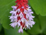 Primula vialii_ .